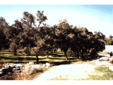 Olive grove near Miletus